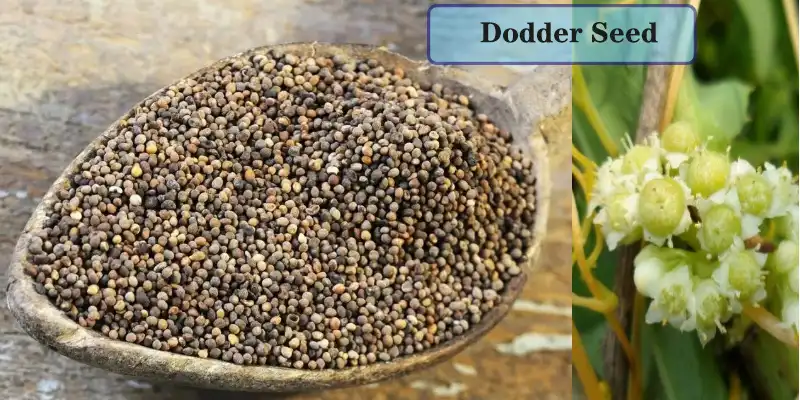 Dodder Seed Powder.jpg